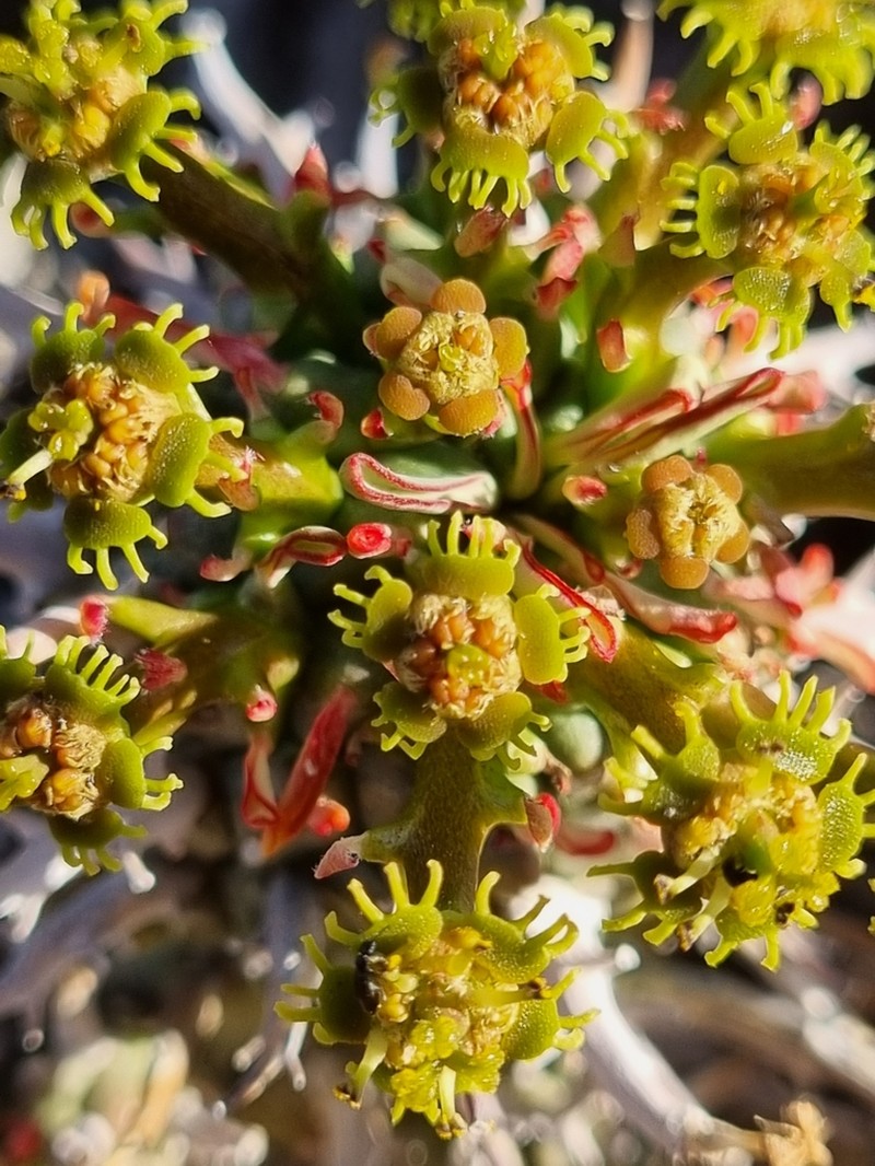 Euphorbia multiceps