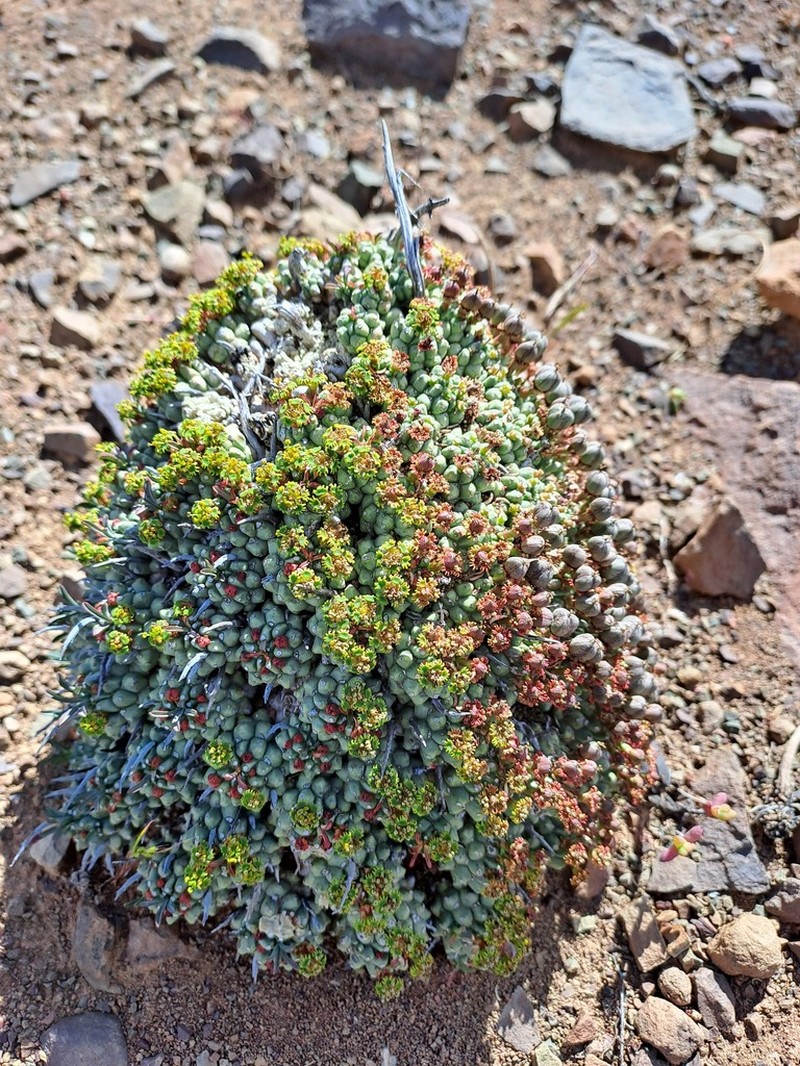 Euphorbia multiceps photo 2