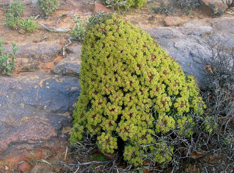 Euphorbia multiceps photo 3