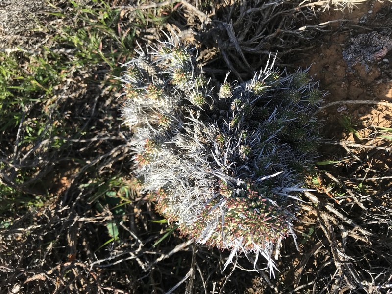 Euphorbia multiceps photo 4