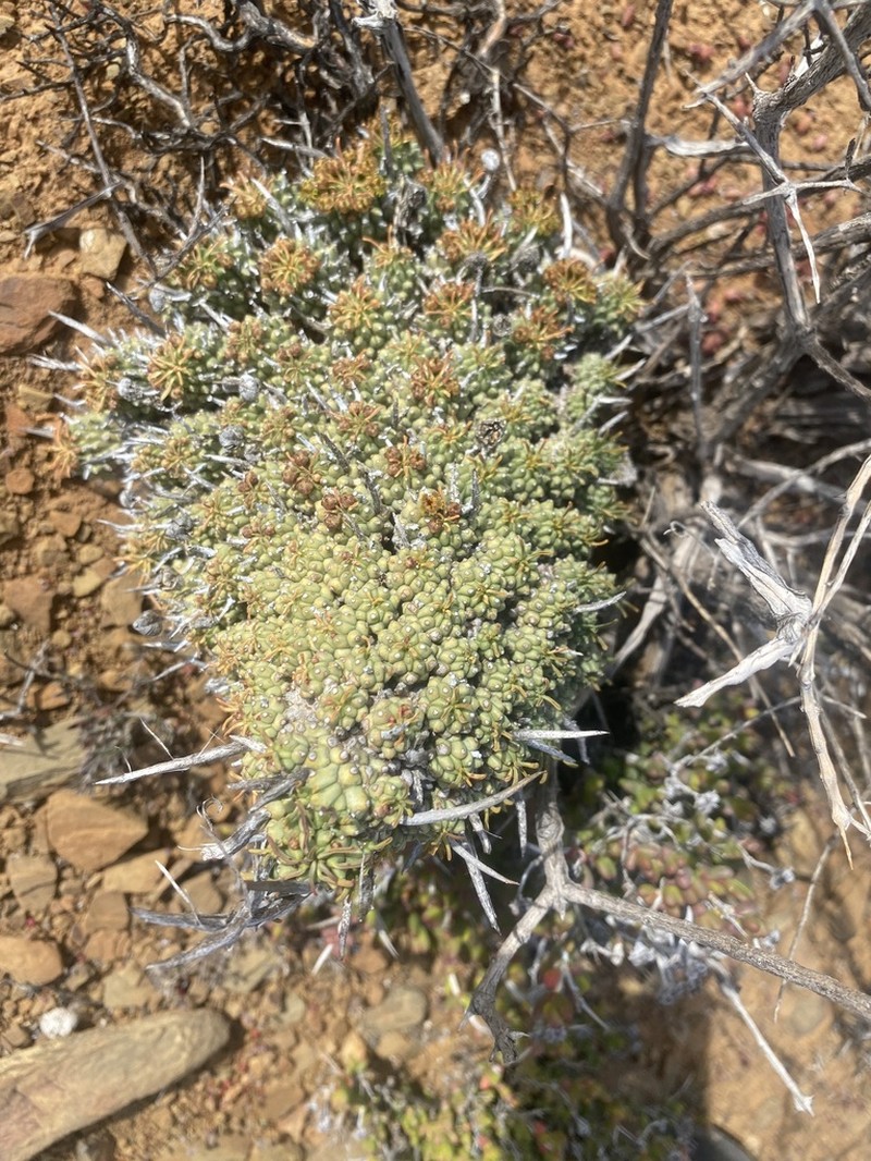 Euphorbia multiceps photo 5