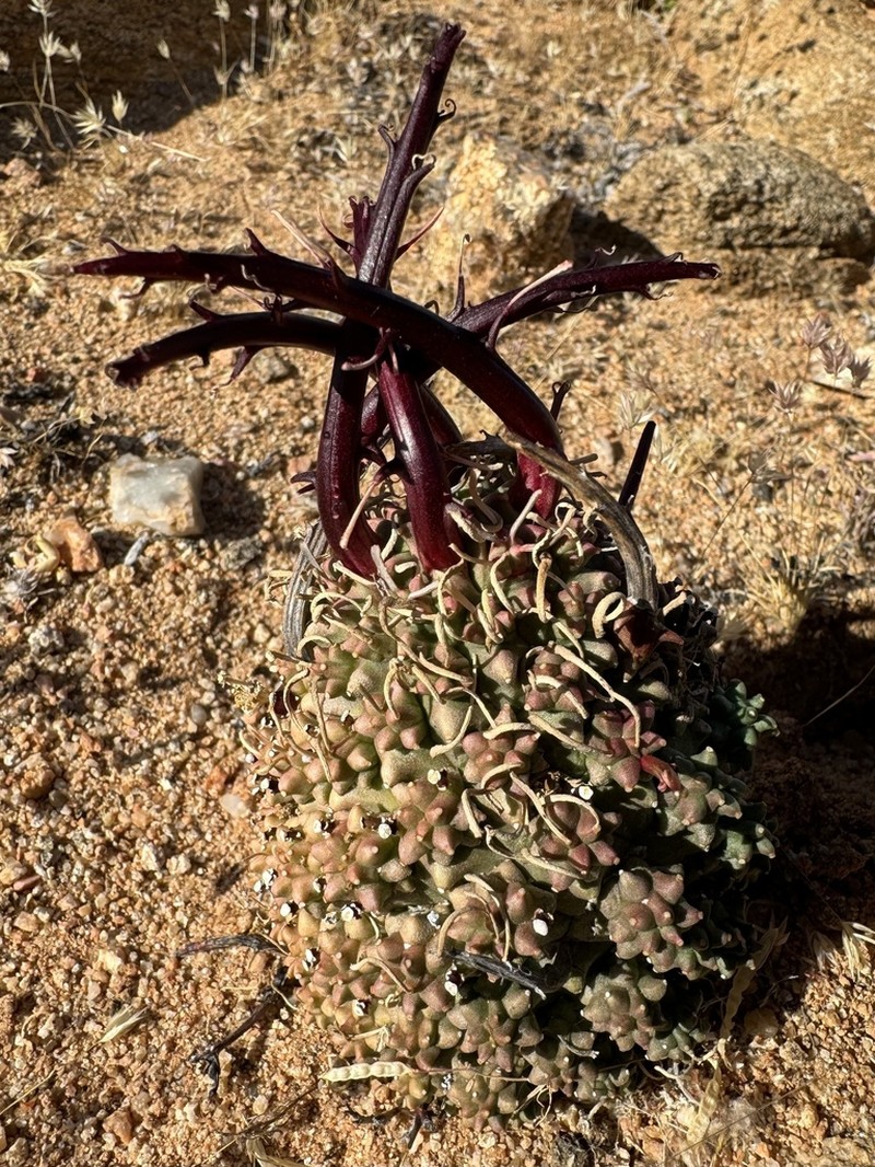 Euphorbia multiceps photo 6
