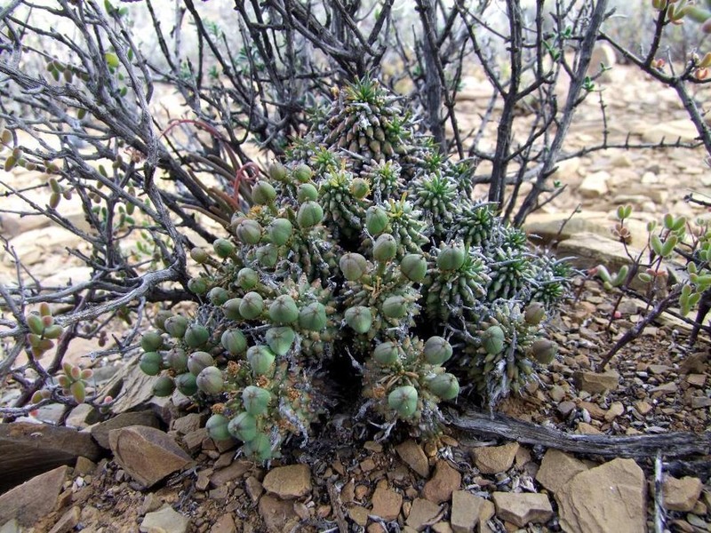 Euphorbia multiceps photo 7
