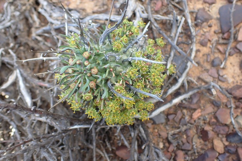 Euphorbia multiceps photo 8