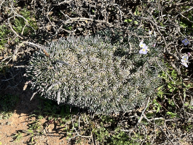 Euphorbia multiceps subsp. multiceps
