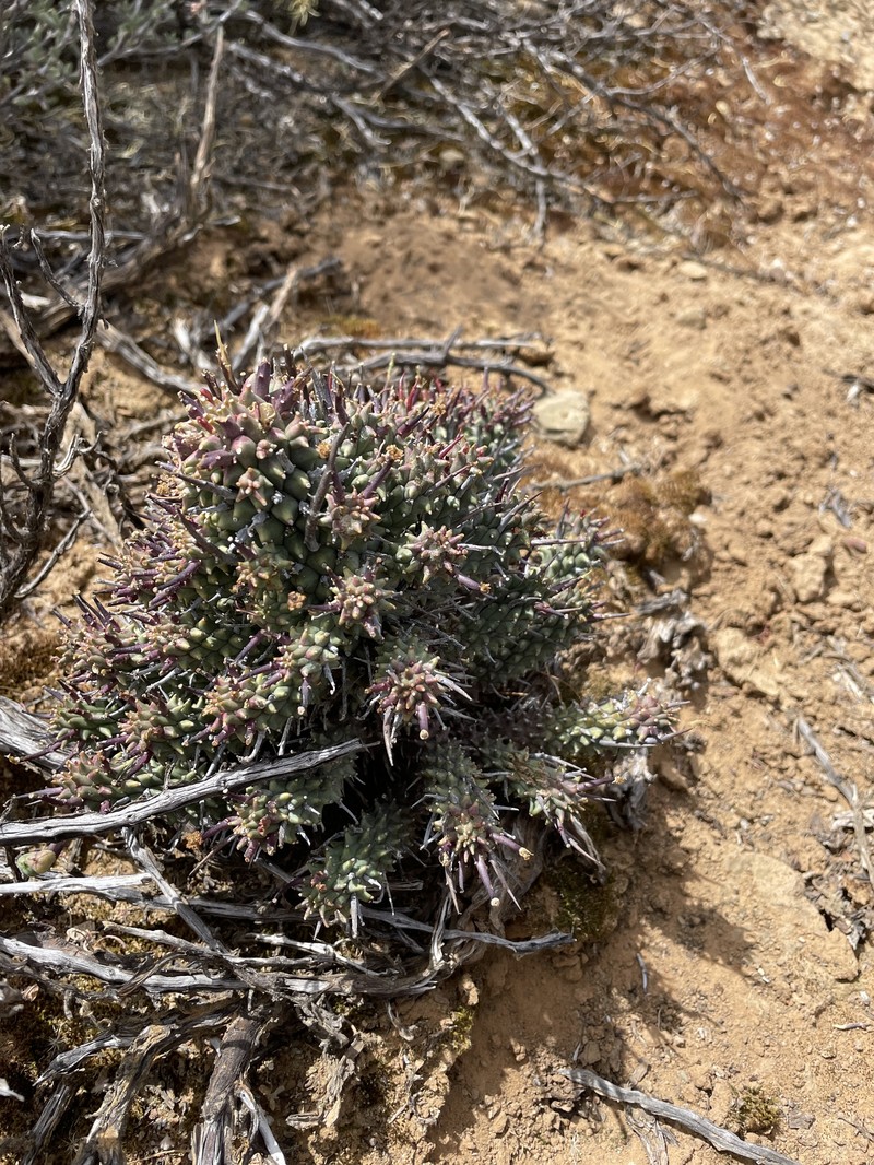 Euphorbia multiceps subsp. multiceps photo 2