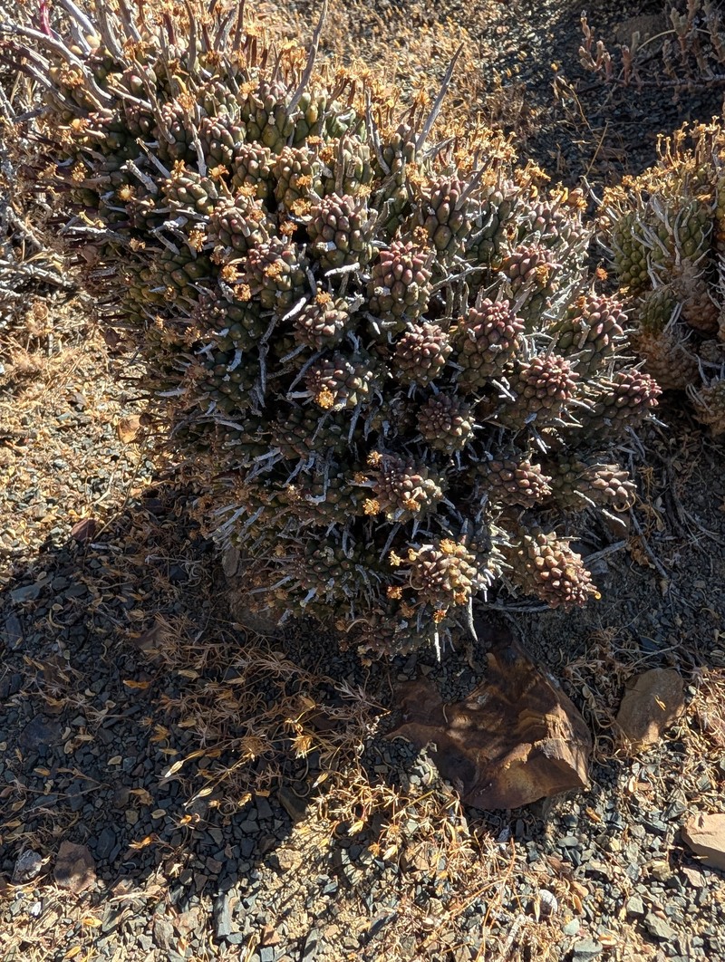 Euphorbia multiceps subsp. multiceps photo 3