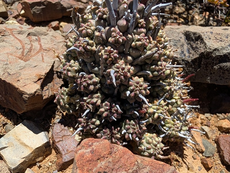 Euphorbia multiceps subsp. multiceps photo 4