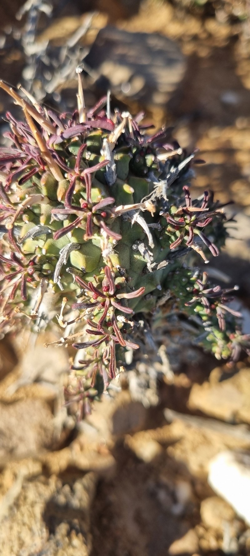 Euphorbia multiceps subsp. multiceps photo 5