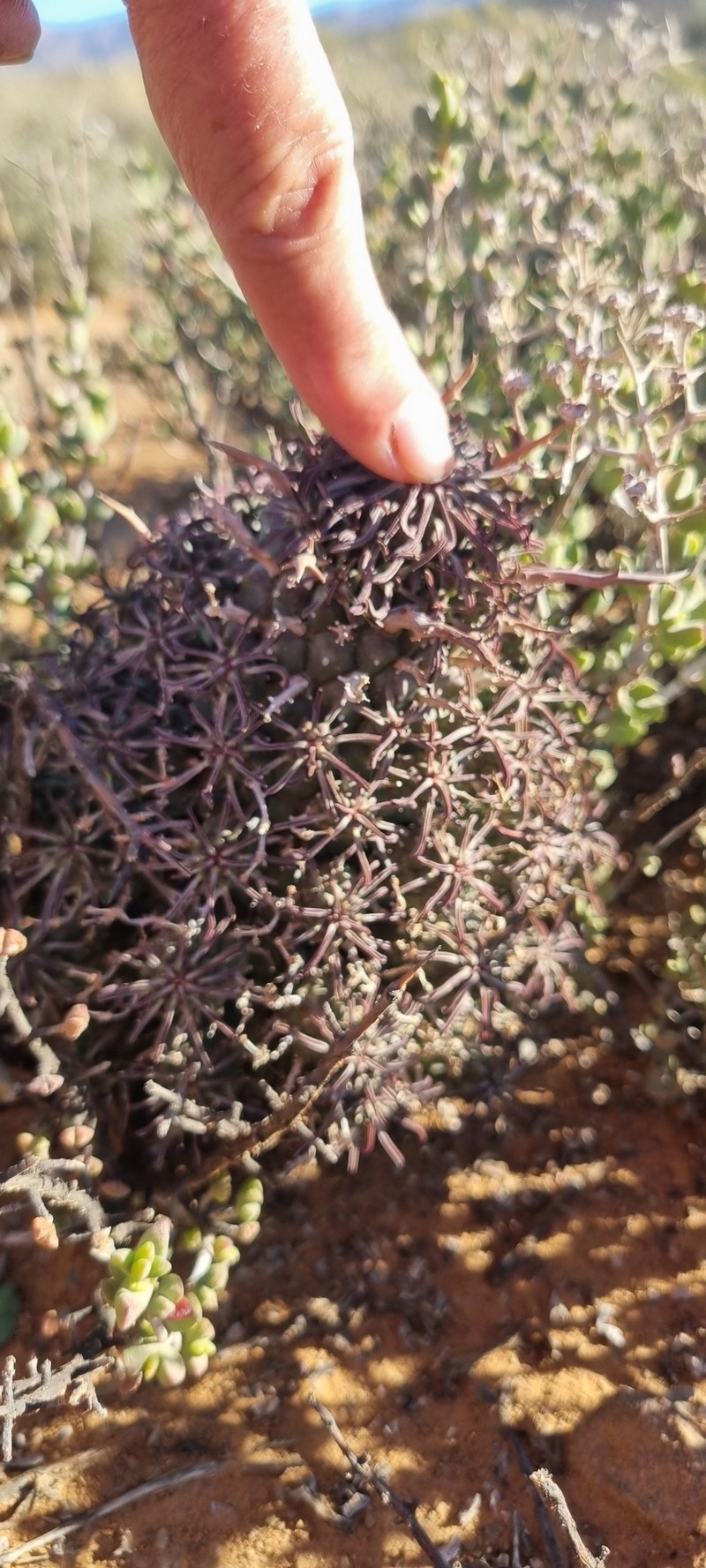Euphorbia multiceps subsp. multiceps photo 6