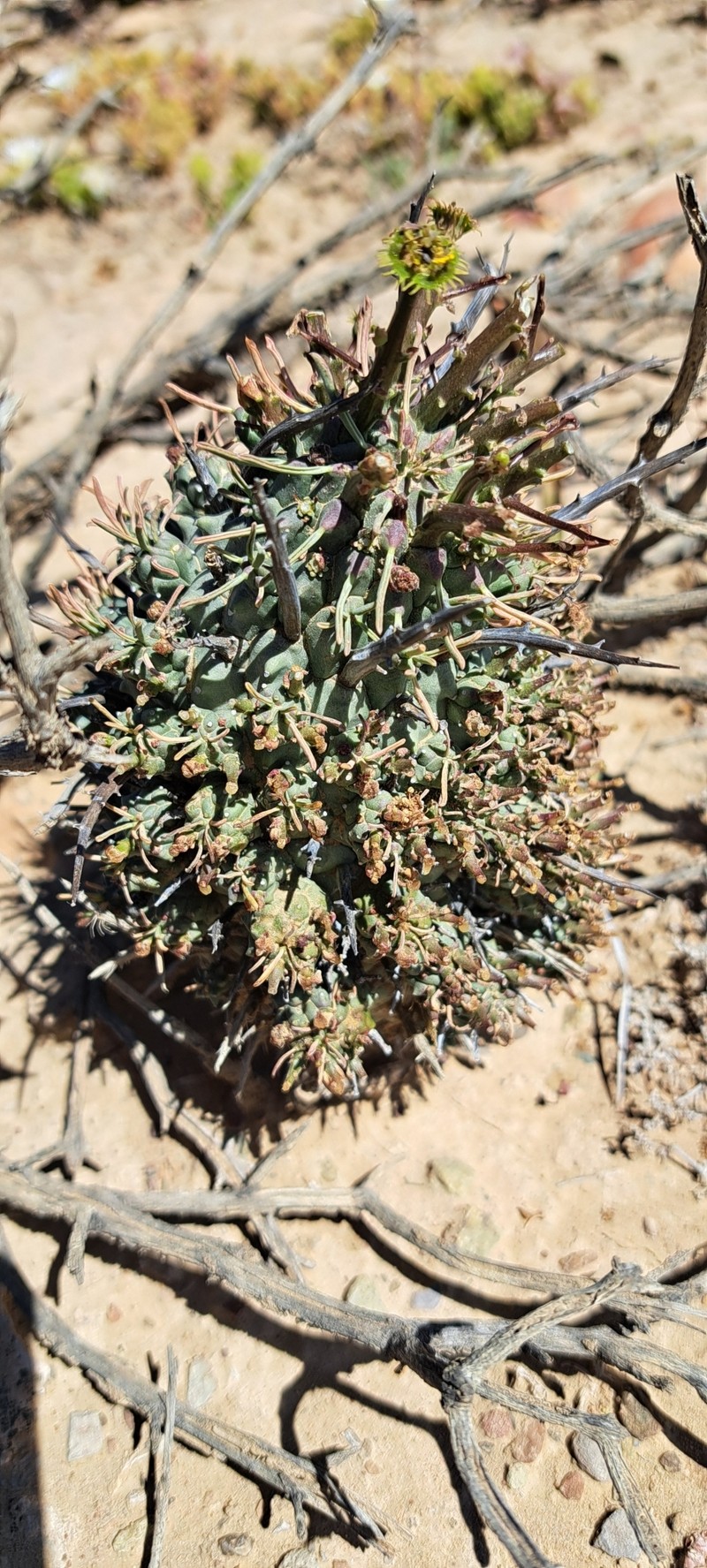 Euphorbia multiceps subsp. multiceps photo 7