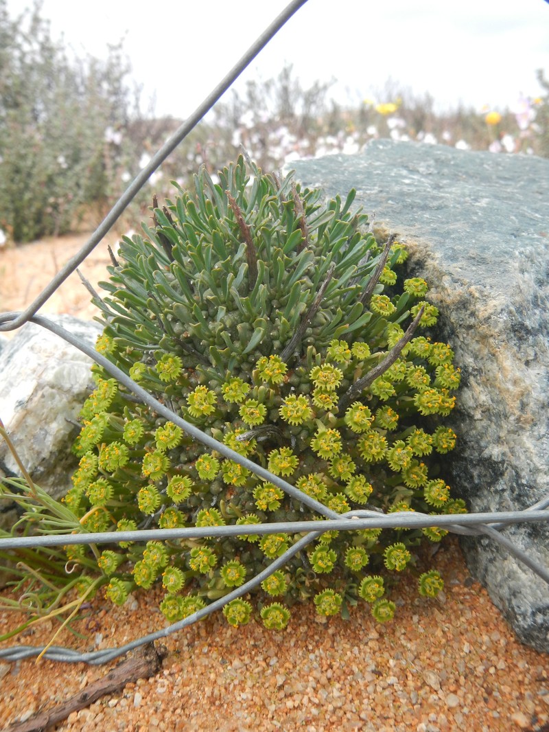 Euphorbia multiceps subsp. multiceps photo 8