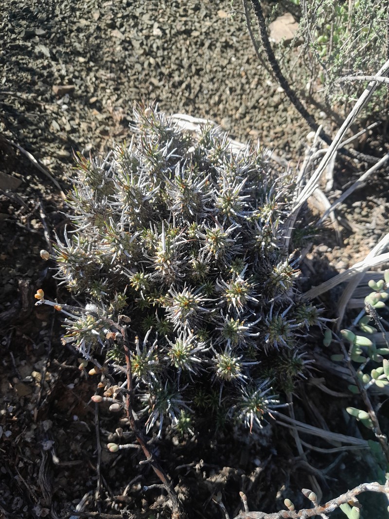 Euphorbia multiceps subsp. tanquana