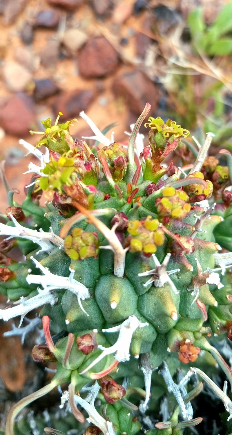 Euphorbia multiceps subsp. tanquana photo 2