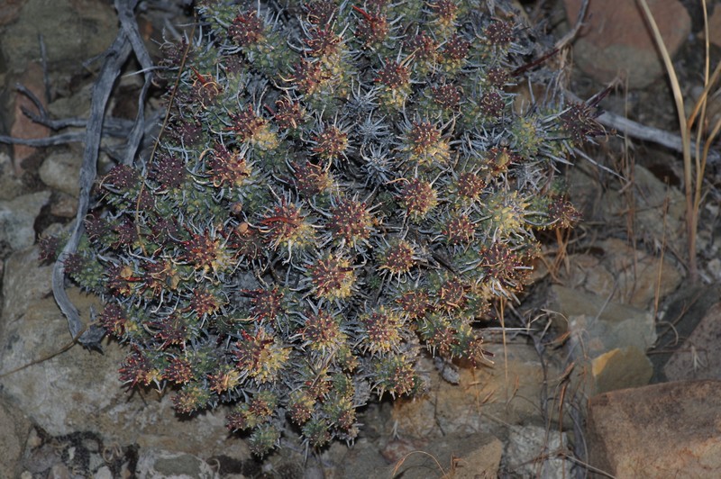 Euphorbia multiceps subsp. tanquana photo 3