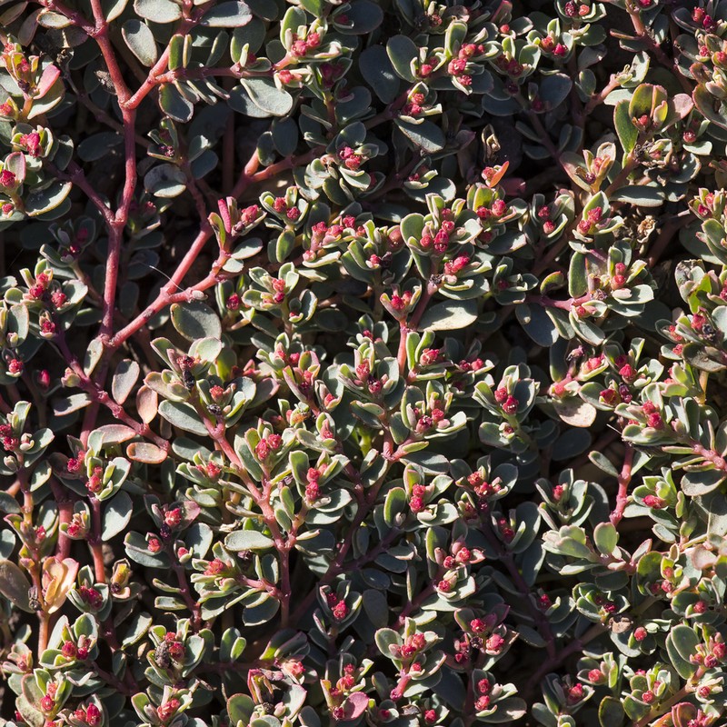 Euphorbia multifaria