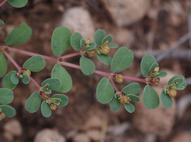 Euphorbia multifaria photo 2