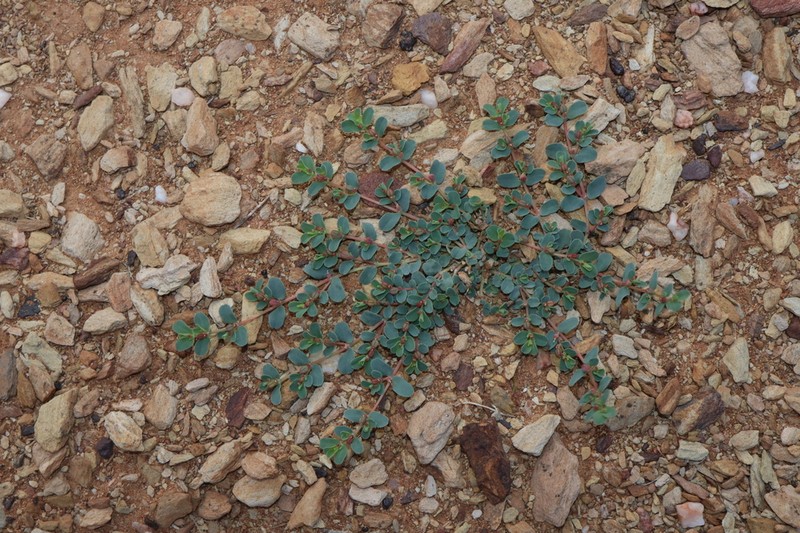 Euphorbia multifaria photo 3