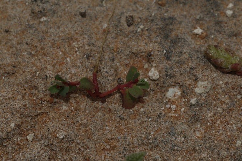 Euphorbia multifaria photo 4
