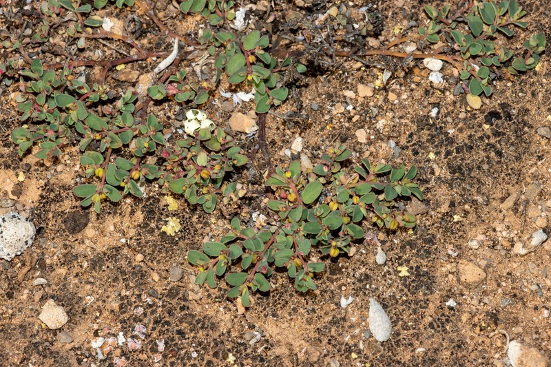 Euphorbia multifaria photo 5