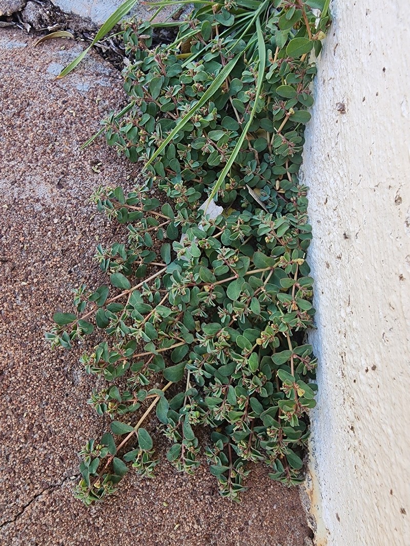 Euphorbia multifaria photo 6