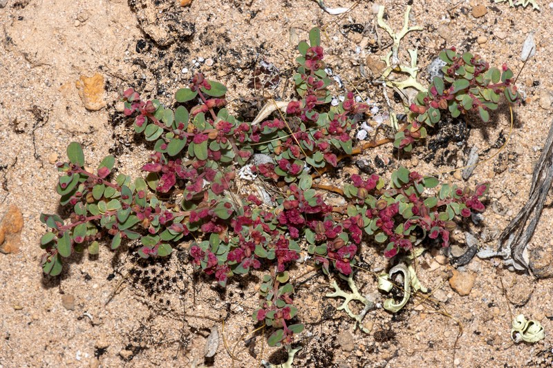 Euphorbia multifaria photo 7