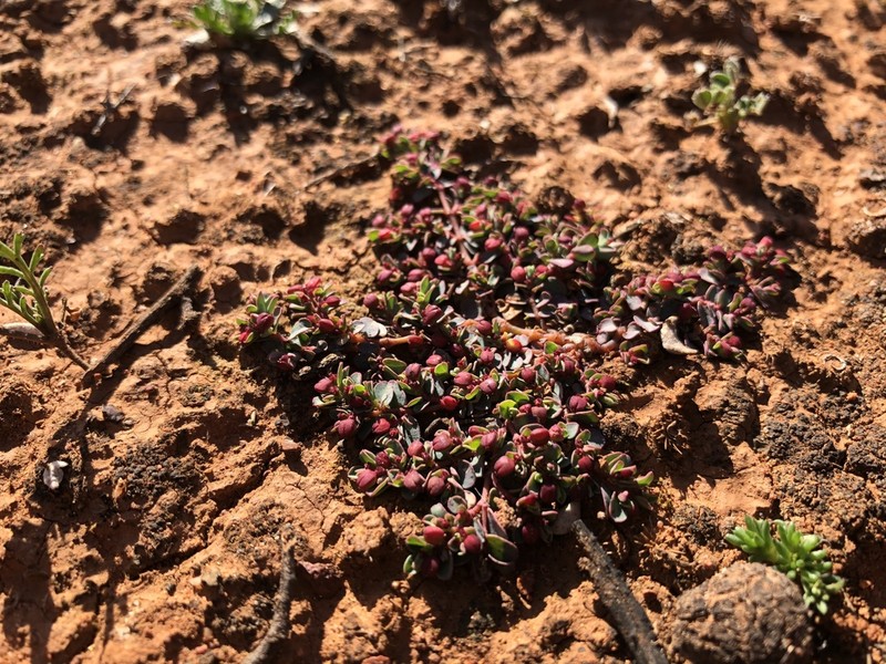 Euphorbia multifaria photo 8