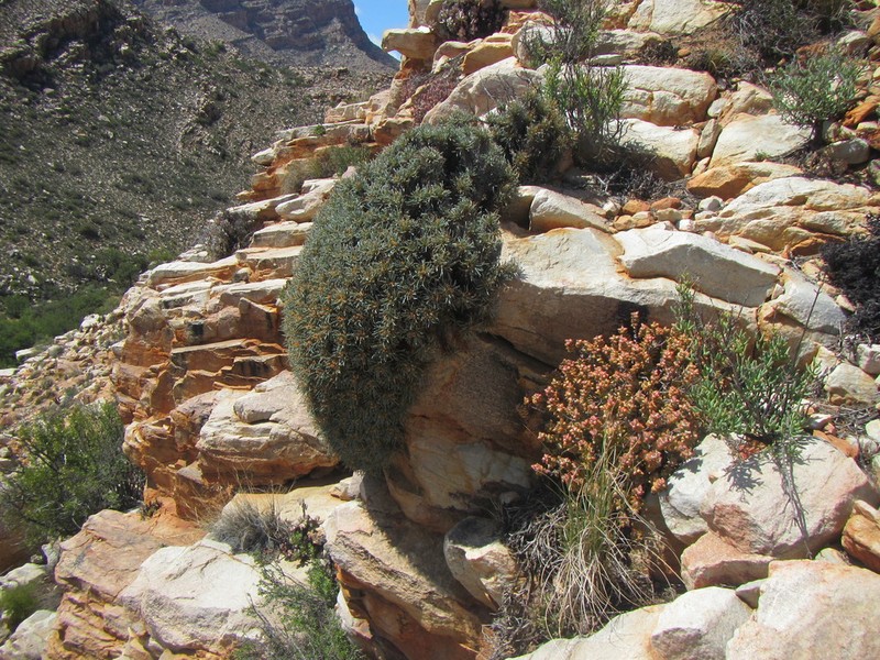 Euphorbia multifolia photo 2
