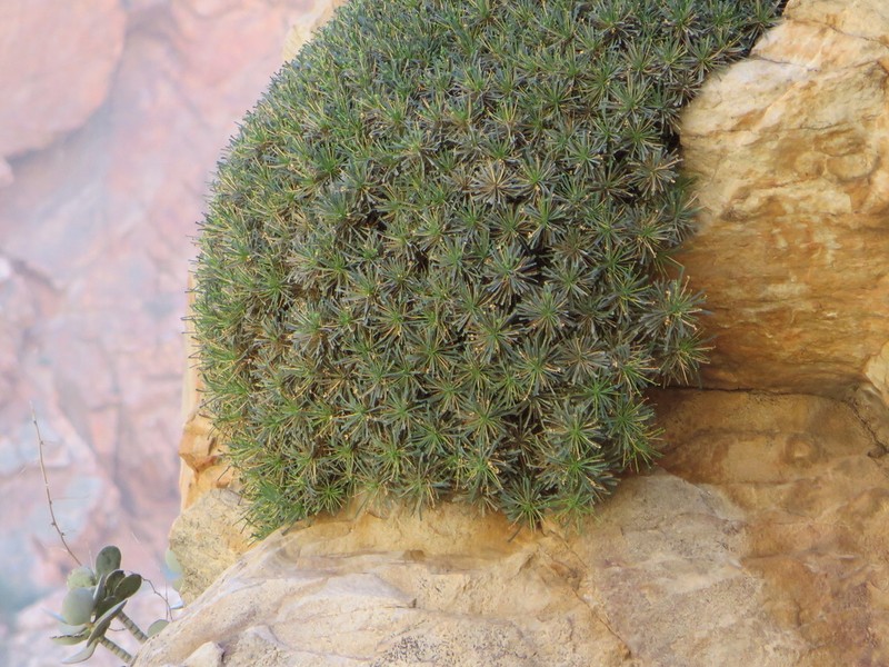 Euphorbia multifolia photo 3