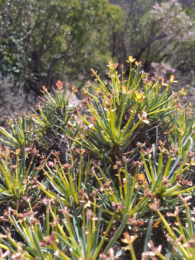 Euphorbia multifolia photo 4