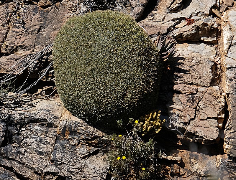 Euphorbia multifolia photo 5