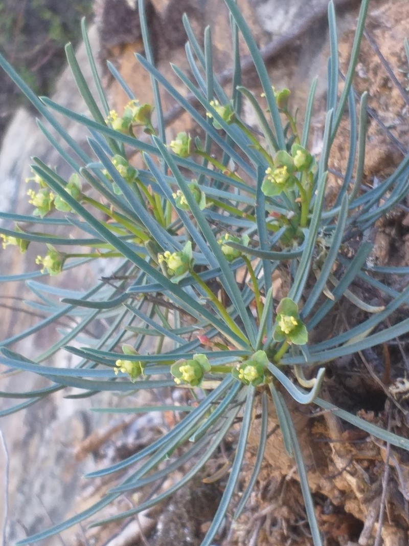 Euphorbia multifolia photo 6