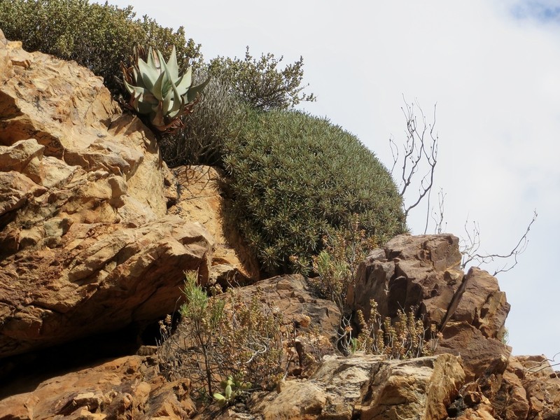 Euphorbia multifolia photo 7