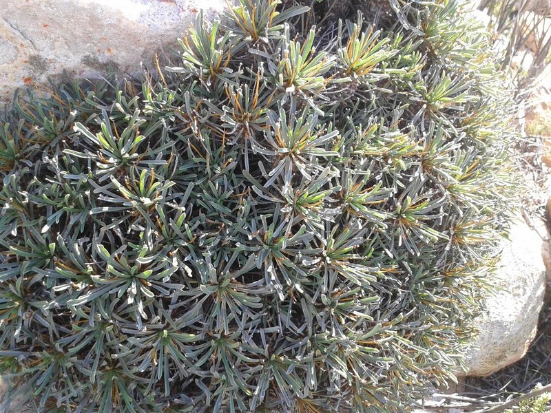 Euphorbia multifolia photo 8