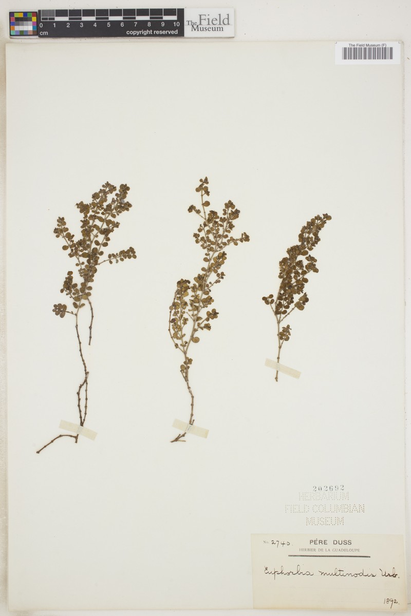 Euphorbia multinodis