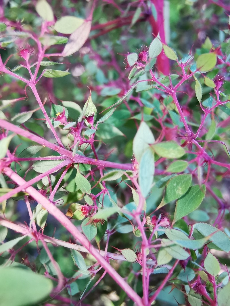 Euphorbia multiseta photo 2