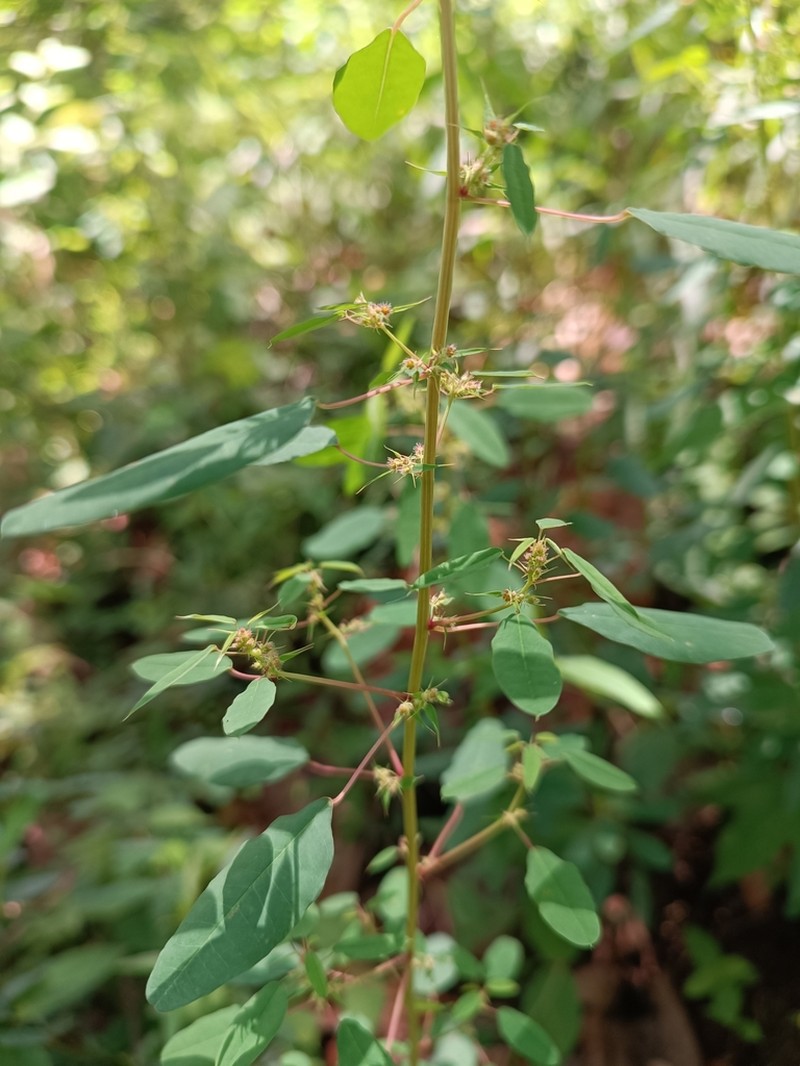 Euphorbia multiseta photo 4