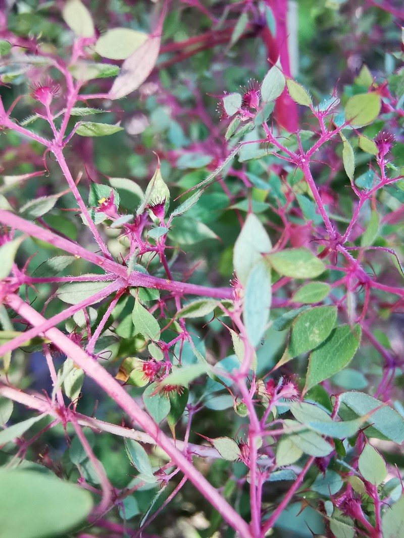 Euphorbia multiseta photo 5