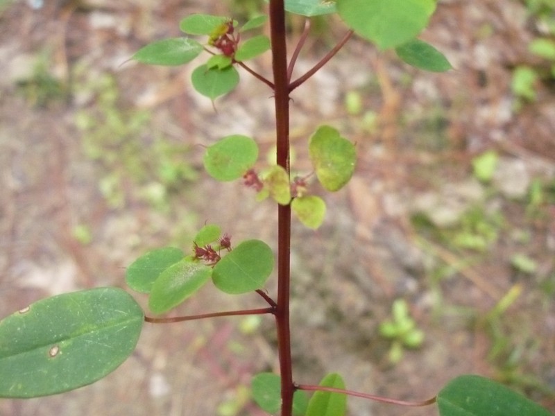 Euphorbia multiseta photo 6
