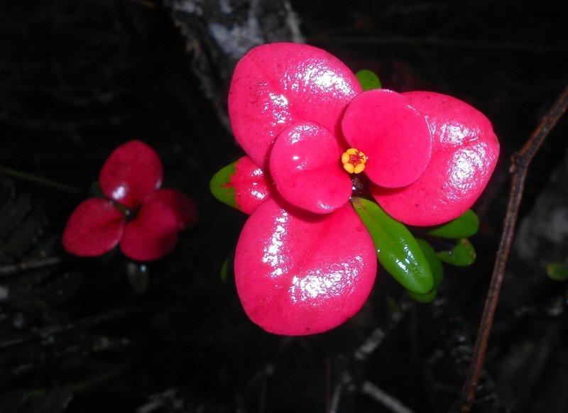 Euphorbia munizii