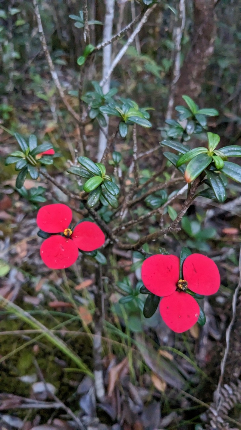 Euphorbia munizii photo 4