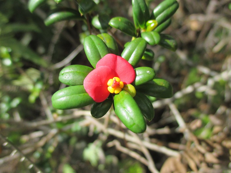 Euphorbia munizii photo 5