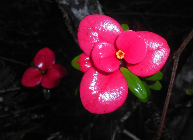 Euphorbia munizii photo 6
