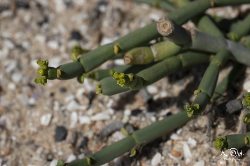 Euphorbia muricata