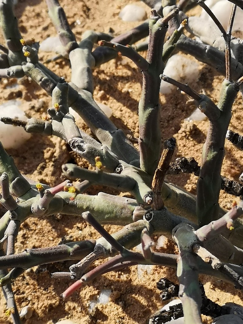 Euphorbia muricata photo 2
