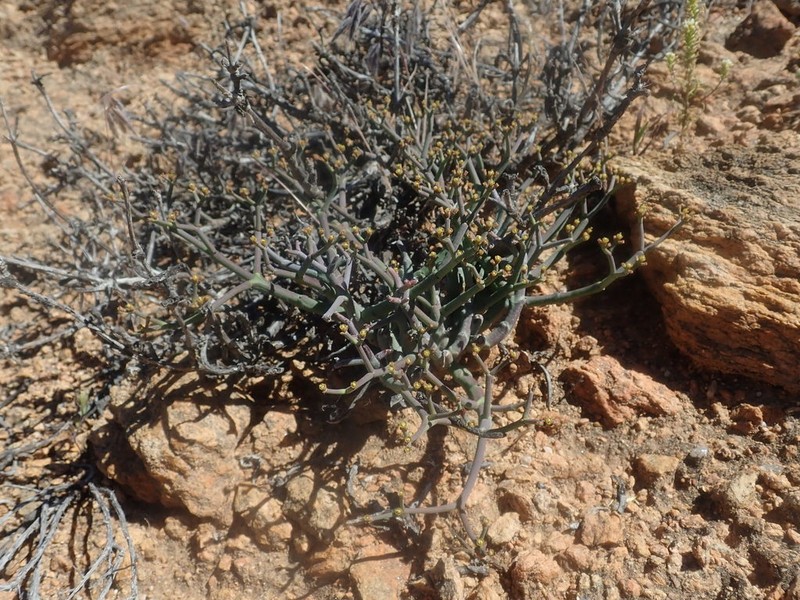 Euphorbia muricata photo 4