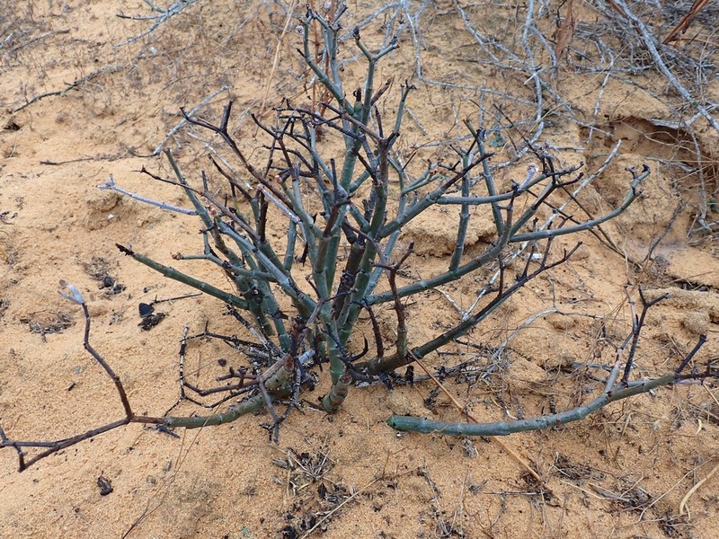 Euphorbia muricata photo 5