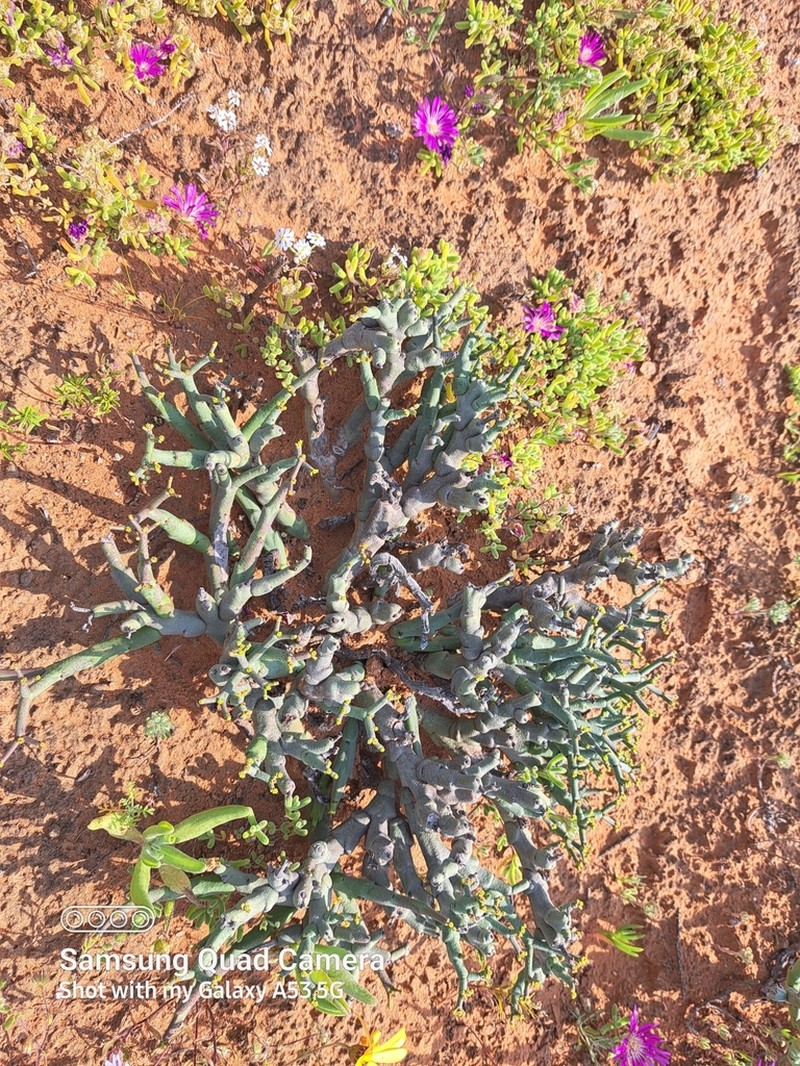 Euphorbia muricata photo 8