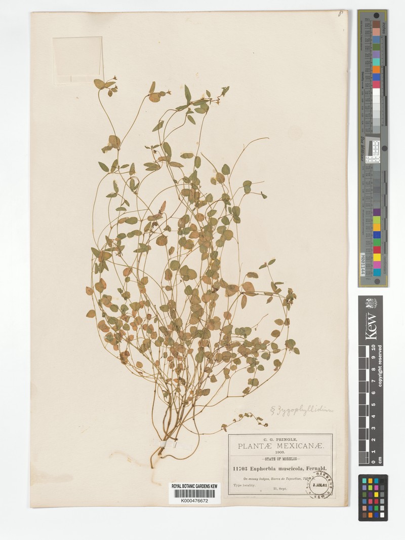 Euphorbia muscicola