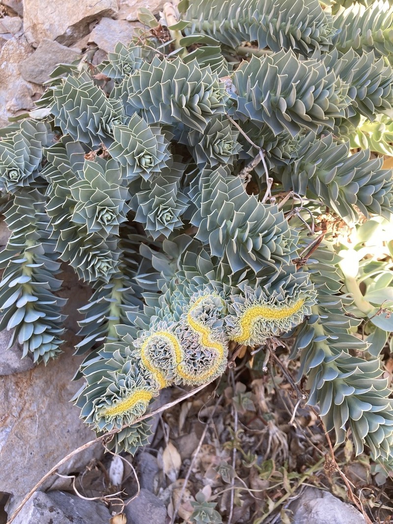 Myrtle Spurge photo 2